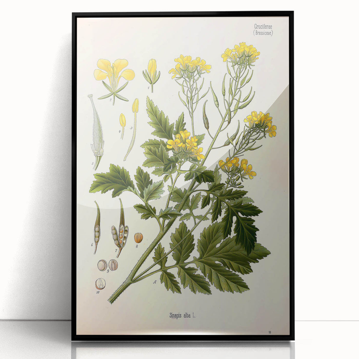 Botanical Art Prints - Vintage Sinapis Alba Illustration Art