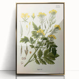 Botanical Art Prints - Vintage Sinapis Alba Illustration Art