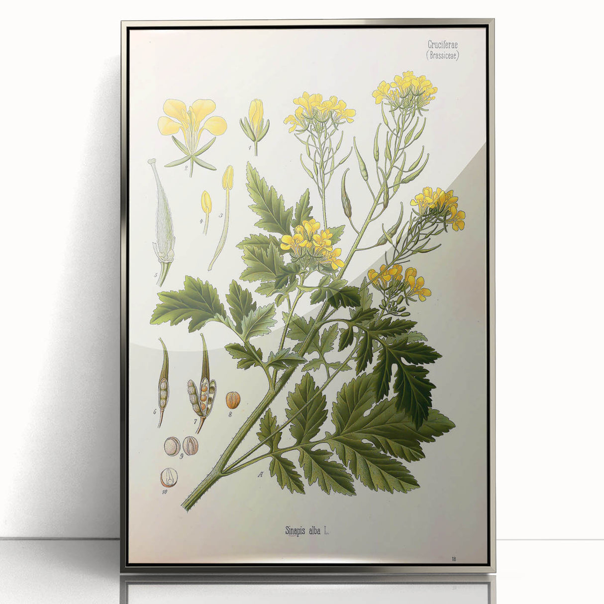 Botanical Art Prints - Vintage Sinapis Alba Illustration Art