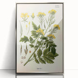 Botanical Art Prints - Vintage Sinapis Alba Illustration Art