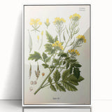 Botanical Art Prints - Vintage Sinapis Alba Illustration Art