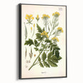 Botanical Art Prints - Vintage Sinapis Alba Illustration Art