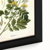 Botanical Art Prints - Vintage Sinapis Alba Illustration Art