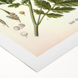 Botanical Art Prints - Vintage Sinapis Alba Illustration Art