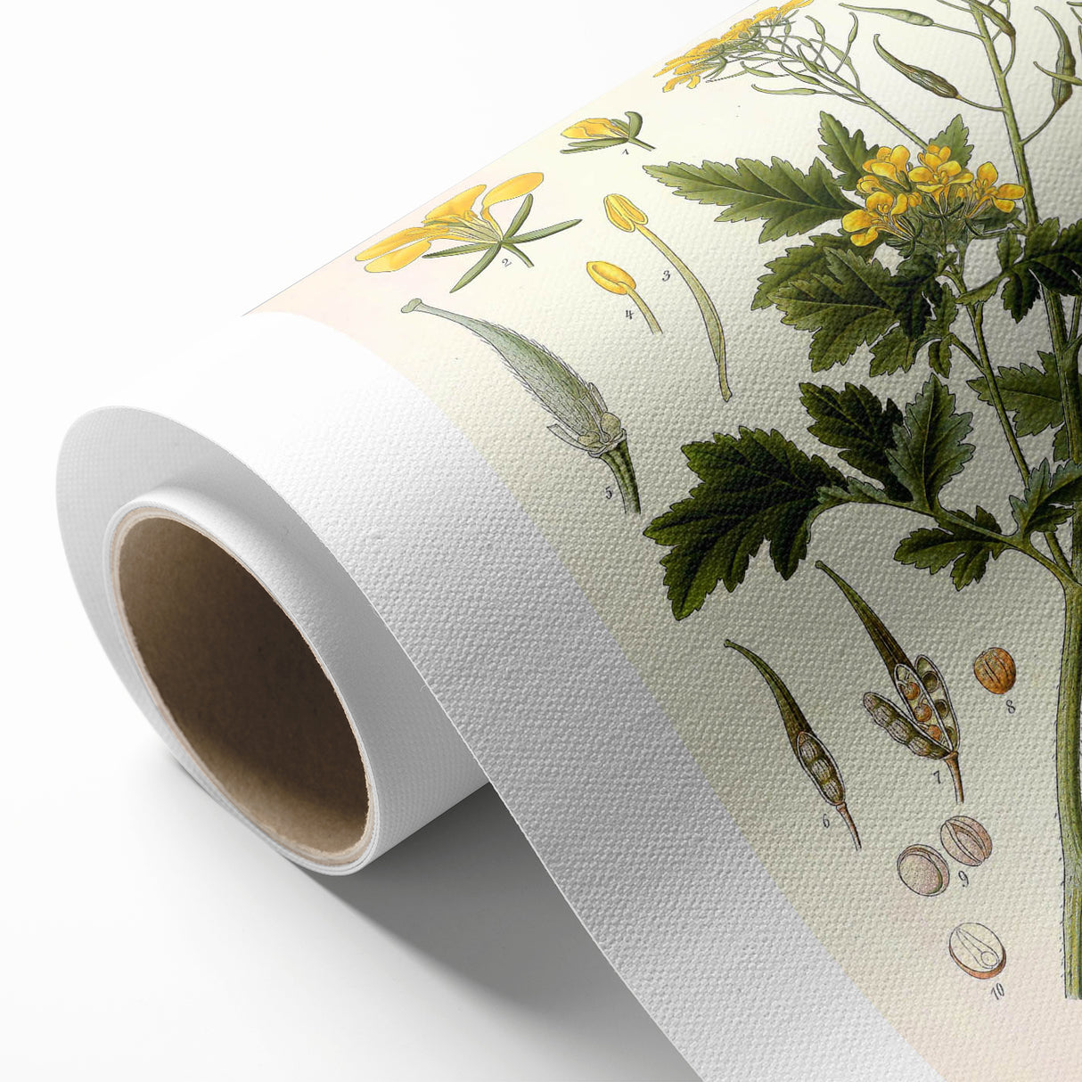 Botanical Art Prints - Vintage Sinapis Alba Illustration Art