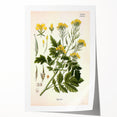 Botanical Art Prints - Vintage Sinapis Alba Illustration Art