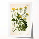 Botanical Art Prints - Vintage Sinapis Alba Illustration Art