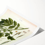 Botanical Art Prints - Vintage Sinapis Alba Illustration Art