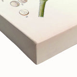 Botanical Art Prints - Vintage Sinapis Alba Illustration Art