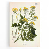 Botanical Art Prints - Vintage Sinapis Alba Illustration Art