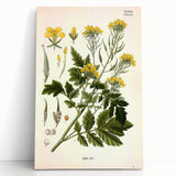 Botanical Art Prints - Vintage Sinapis Alba Illustration Art
