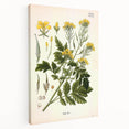 Botanical Art Prints - Vintage Sinapis Alba Illustration Art