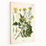 Botanical Art Prints - Vintage Sinapis Alba Illustration Art