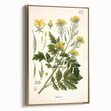 Botanical Art Prints - Vintage Sinapis Alba Illustration Art