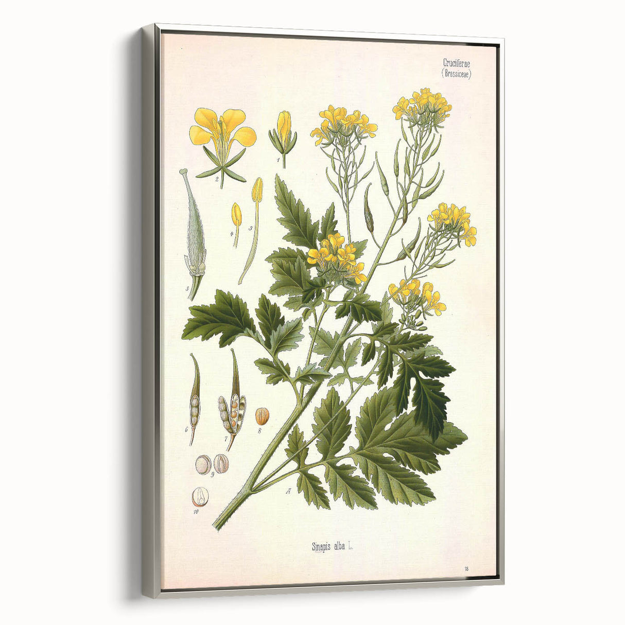 Botanical Art Prints - Vintage Sinapis Alba Illustration Art