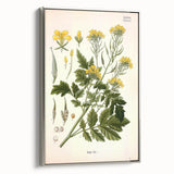 Botanical Art Prints - Vintage Sinapis Alba Illustration Art