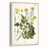 Botanical Art Prints - Vintage Sinapis Alba Illustration Art