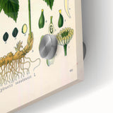 Botanical Art Prints - Vintage Hydrastis Canadensis Illustration Art