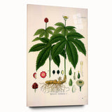 Botanical Art Prints - Vintage Hydrastis Canadensis Illustration Art