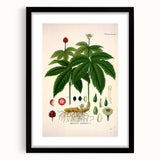 Botanical Art Prints - Vintage Hydrastis Canadensis Illustration Art
