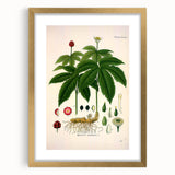 Botanical Art Prints - Vintage Hydrastis Canadensis Illustration Art