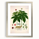 Botanical Art Prints - Vintage Hydrastis Canadensis Illustration Art