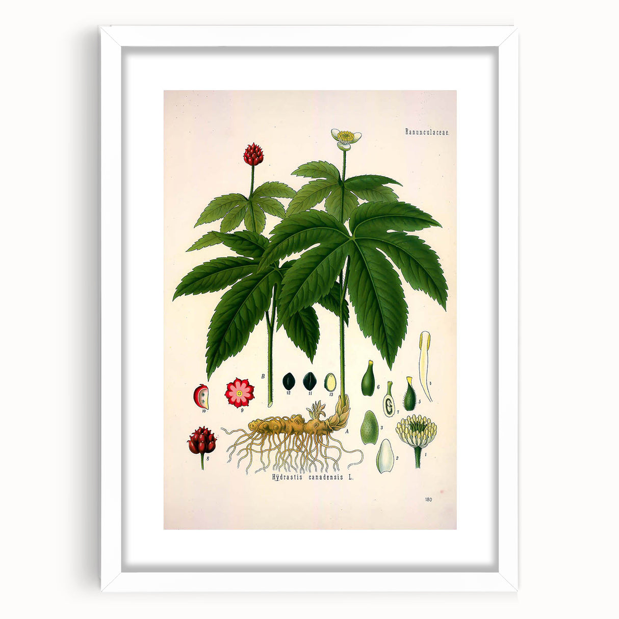 Botanical Art Prints - Vintage Hydrastis Canadensis Illustration Art