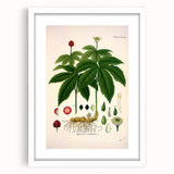 Botanical Art Prints - Vintage Hydrastis Canadensis Illustration Art
