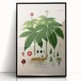 Botanical Art Prints - Vintage Hydrastis Canadensis Illustration Art