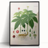 Botanical Art Prints - Vintage Hydrastis Canadensis Illustration Art