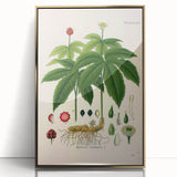 Botanical Art Prints - Vintage Hydrastis Canadensis Illustration Art