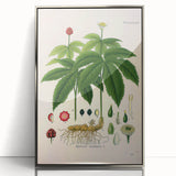 Botanical Art Prints - Vintage Hydrastis Canadensis Illustration Art