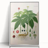 Botanical Art Prints - Vintage Hydrastis Canadensis Illustration Art