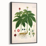 Botanical Art Prints - Vintage Hydrastis Canadensis Illustration Art