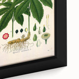 Botanical Art Prints - Vintage Hydrastis Canadensis Illustration Art