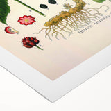 Botanical Art Prints - Vintage Hydrastis Canadensis Illustration Art
