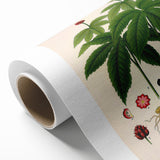 Botanical Art Prints - Vintage Hydrastis Canadensis Illustration Art