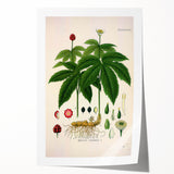 Botanical Art Prints - Vintage Hydrastis Canadensis Illustration Art