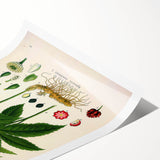 Botanical Art Prints - Vintage Hydrastis Canadensis Illustration Art