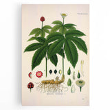 Botanical Art Prints - Vintage Hydrastis Canadensis Illustration Art