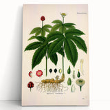 Botanical Art Prints - Vintage Hydrastis Canadensis Illustration Art