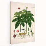 Botanical Art Prints - Vintage Hydrastis Canadensis Illustration Art