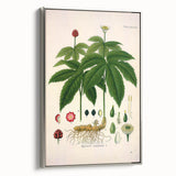 Botanical Art Prints - Vintage Hydrastis Canadensis Illustration Art