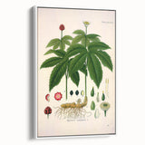 Botanical Art Prints - Vintage Hydrastis Canadensis Illustration Art