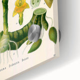 Botanical Art Prints - Vintage Curcuma Zedoaria Illustration Art