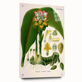 Botanical Art Prints - Vintage Curcuma Zedoaria Illustration Art