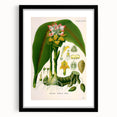 Botanical Art Prints - Vintage Curcuma Zedoaria Illustration Art
