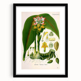 Botanical Art Prints - Vintage Curcuma Zedoaria Illustration Art