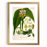 Botanical Art Prints - Vintage Curcuma Zedoaria Illustration Art
