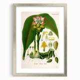 Botanical Art Prints - Vintage Curcuma Zedoaria Illustration Art